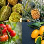 10 loại hoa quả không nên thắp hương